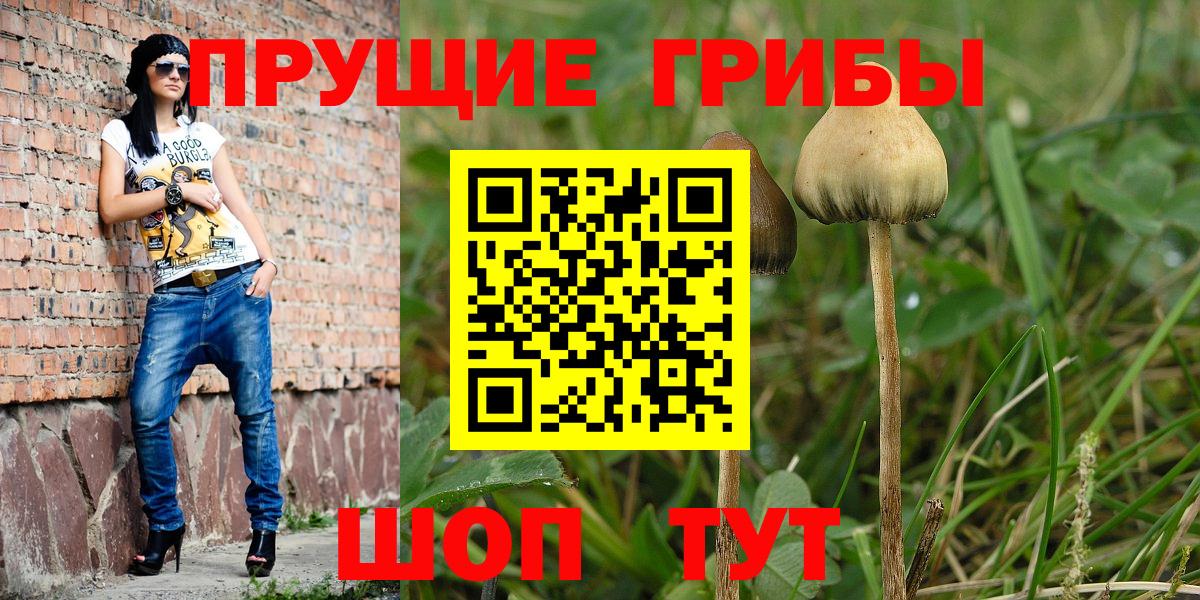 где найти наркотики  Вход с VPN  Волгодонск  Псилоцибиновые грибы Cubensis 